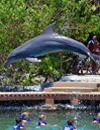 Xel Ha Tour